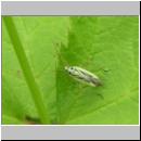 Stenotus binotatus - Weichwanze 01.jpg